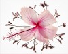 HONOUR.....Sharryl Whiting